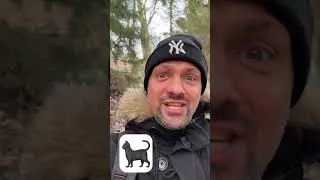 Примета про черную кошку