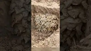 Why are turtles buried in the ground?