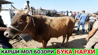 Кашкадарё Карши мол бозори БУКА 🐃🐂 нархлари | Qarshi mol bozori narxlari