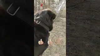 Лабрадор,Чудо пес!:)