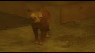 Stray (Part 1)