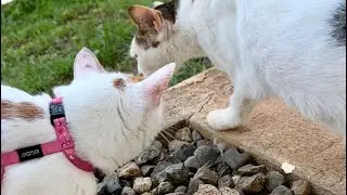Outdoor Cats Don’t Want to Play With Indoor Cat Ficus