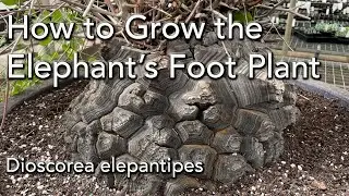 Care and Repotting - Dioscorea elephantipes -  Elephant's Foot Plant
