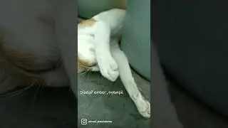 Oyen cat. 