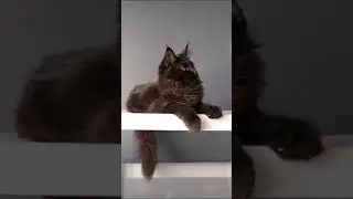 Котик мейн-кун. Черный солид. Доступен.