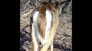 Watch As This Deer Sheds Its Winter Fur!