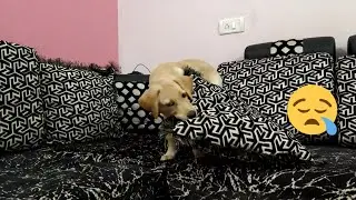 Labrador puppy atrocities |RIP sofa😥| Labrador charvi | Lab puppy charvi | cute dog