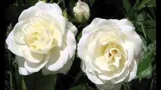 Без имени 0001
