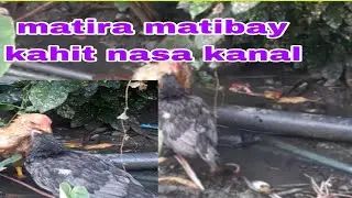 matira matibay