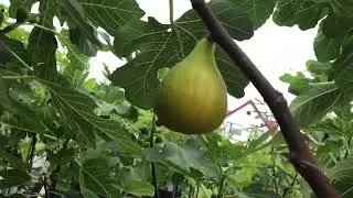 Італійський сорт інжиру Paradiso.