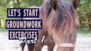 9 Easy Groundwork Exercises to Prepare for Riding