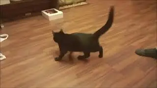 Cat circle. The cat's running around in circles