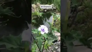 El Chamico (datura)