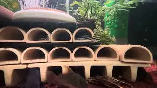 Hướng dẫn set up hồ sinh sản l046 zebra pleco ( Guide How to set up l046 zebra breeding tank )