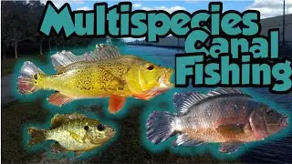 Multispecies Florida Canal Fishing (Peacock Bass, Mayan Cichlids, Bluegill, and more...)