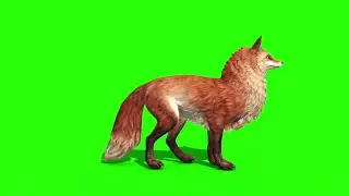 Fox || Green Screen Videos