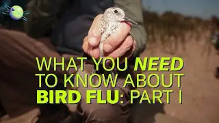 Bird flu: Isolated avian illness to human pandemic threat (Pt 1) | Science Quickly Podcast