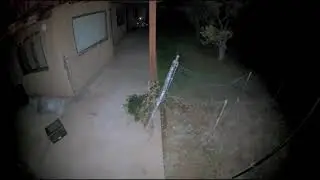Indecisive Raccoon