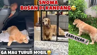SNOWA BOSAN DI KANDANG, PENGEN KELUAR JALAN² 😅