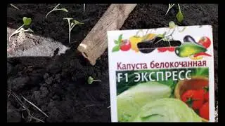 РАСПИКИРОВАЛА РАННЮЮ КАПУСТУ.