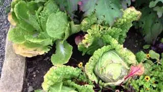Chef's Garden, Beautiful and Edible