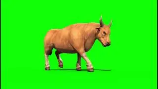 Green Screen Bull |🐄Cow | No Copyright | Walking Cow Green Screen Video