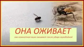 Как комнатная муха восстанавливается после мухобойки и уползает