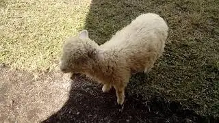Lucunya domba Merino | Merino Sheep