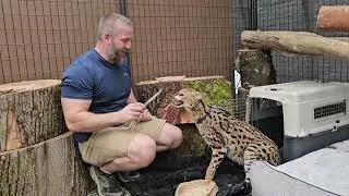 Gary the serval making progress!