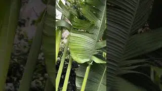 Jardín
