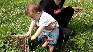 прополка