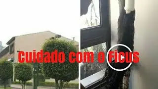 😲 Raiz entrando pela tubulação