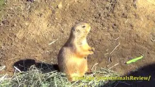 Black Tailed Prairie Dogs - Los Angeles Zoo