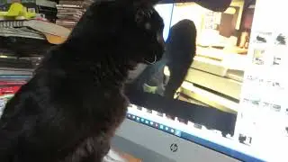 Latke watched himself watching a kitten video.