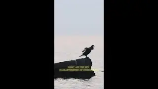 #CormorantCharacteristics: Unveiling the Unique Traits of These Remarkable Birds