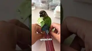 Chillest Parrot Ever Gets a Diaper Swap 😍
