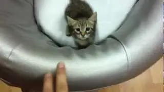 Felpa 09 - Funny cat chasing her owner's fingers