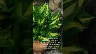 Это растение творит зелёные рельефы там, где остальные не могут