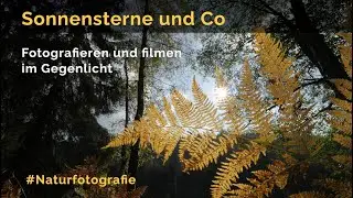 Sonnensterne und Co - Fotografieren und Filmen im Gegenlicht von Thomas Stock