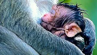 Real Life Wild Monkey In The Jungle, Baby Monkey With Mom