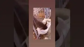 wait for end 😂😂😂😂😂🤣🤣#short #viral