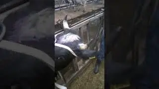 Обезроживание