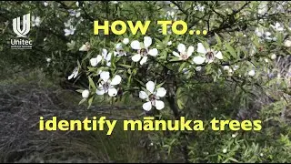 HOW TO... identify mānuka (kahikātoa) trees