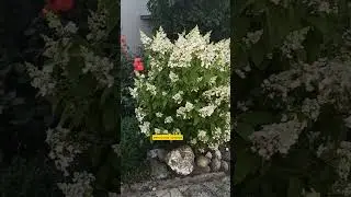 22.07.24г🌹Обалденно красиво!!!😊