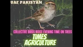 Birds Noise | Sounds | Collective Birds Noise | Evening Time on trees | Times Agriculture