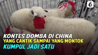 Kemeriahan Kontes Domba di China, Dinilai dari yang Cantik sampai yang Montok