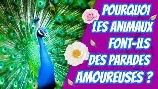 Pourquoi les animaux font ils des parades amoureuses ? Cuicui Express #27