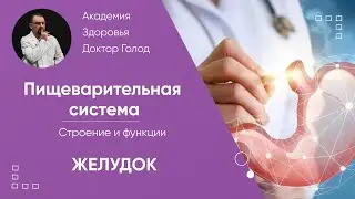 Желудок. Его строение и функции.