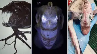 Top 10 Criaturas Más Extrañas y Desconocidas del Océano