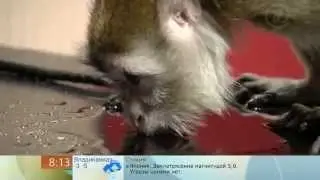 Доброе утро - Животные-алкоголики